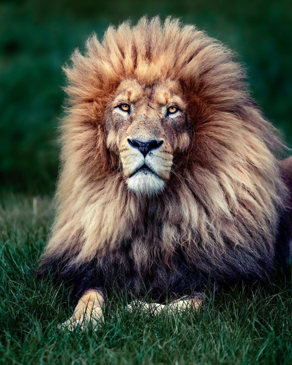 Photographer Immortalizes the Beauty of a Lions From Every Angle