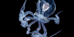Blackwater Photographer Captures A Young Octopus With A Transparent Head, And You Can Even See Its Brain