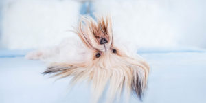 Photographer Captures All the Goofiness and Joy of Dogs Lying Upside Down