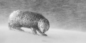 Incredible Winning Photos From The Nature Photographer Of The Year 2020