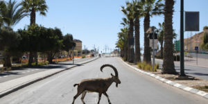 Nubian Ibex Make the Most of Lockdown in Israel