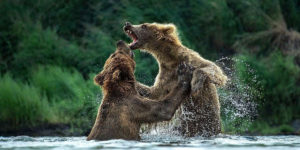 Grizzly Bears Among Stunning Finalists of National Parks Photo Contest