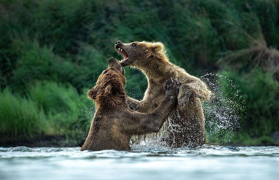 Grizzly Bears Among Stunning Finalists Of National Parks Photo Contest ...