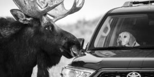 Choose The People’s Choice Award For Wildlife Photographer Of The Year