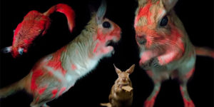 These Incredible Cute Rodents Change Color Under UV Light