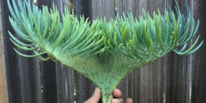 Rare Succulents Resemble Mermaid Tails, and It’s So Mesmerizing You’ll Want to Buy One