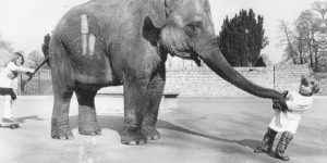 Little Girl and Her Best Friend Elephant, ca. 1980s