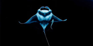 Spectacular Winning Photos of the 2021 Underwater Photographer of the Year Contest