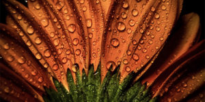 Spectacular Winning Photographs from The World in Macro Contest 2020