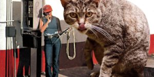 Artist Matt McCarthy Uses Photoshop To Create Surreal Giant Cat Landscapes