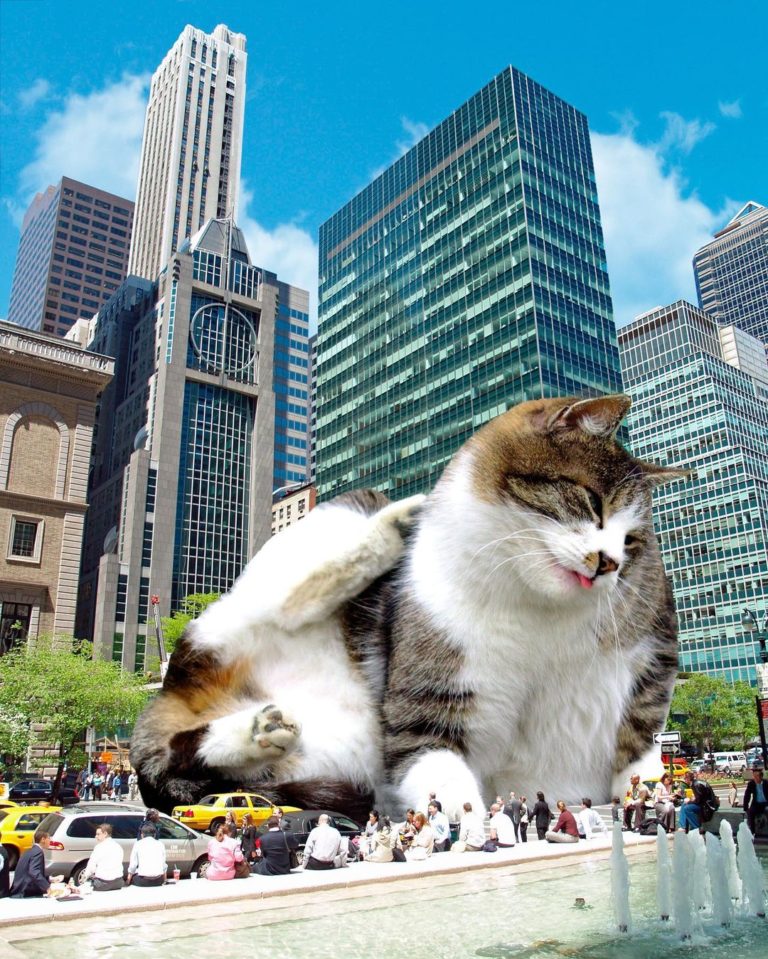 Artist Matt McCarthy Uses Photoshop To Create Surreal Giant Cat ...