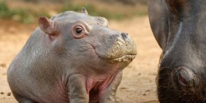 No Necks! There’s an Instagram Account That Posts Animals Without Necks.