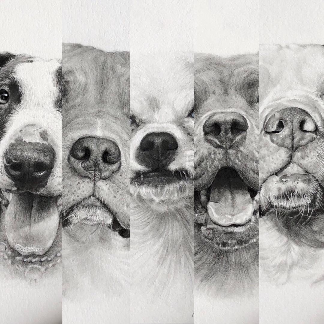 realistic animal pencil drawings