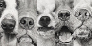 Hyper-Realistic Animal Pencil Drawings By Helen Violet