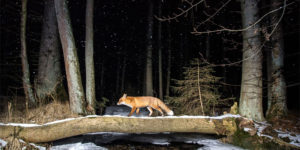 Into the Wild with The World Nature Photography Award Winners