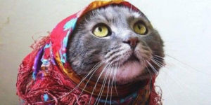 Babushka Cats That Look Like Old Russian Ladies