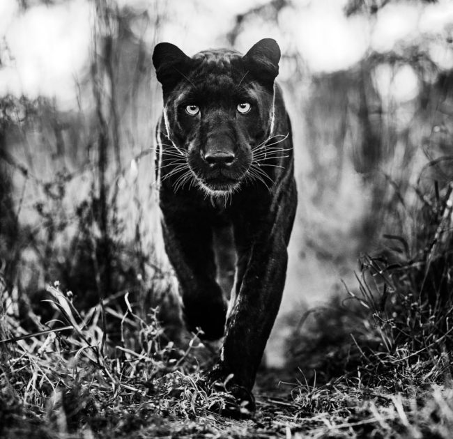 The Immersive Black and White Photography of David Yarrow » Design You ...