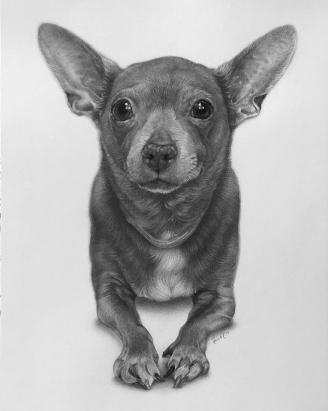 Hyper-Realistic Animal Pencil Drawings By Helen Violet » Design You ...