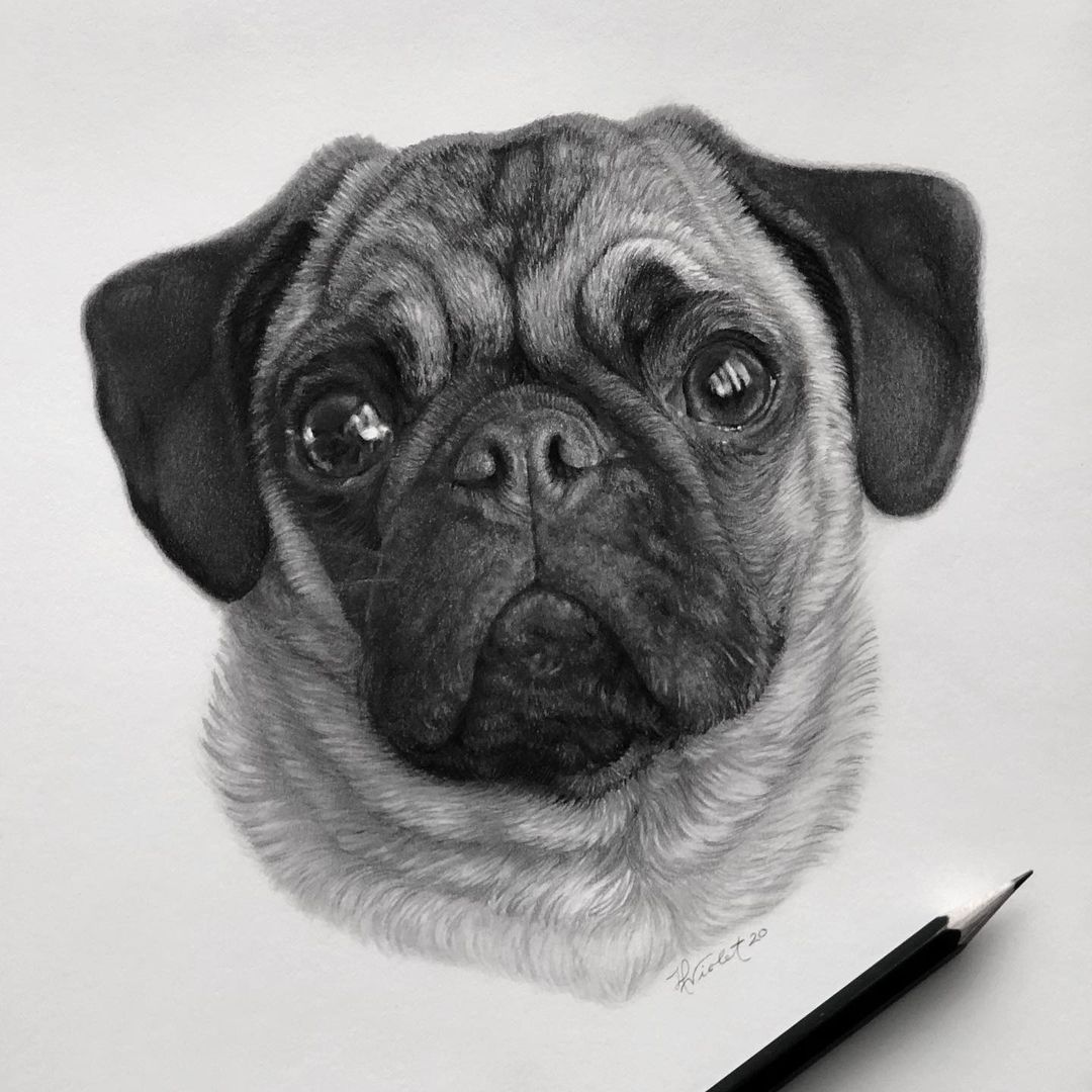 How To Draw A Realistic Animal, Step by Step, Drawing Guide, by catlucker -  DragoArt