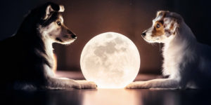 Creative & Beautiful Photos Of The Dogs At Home During The Lockdown By Ria Putzker
