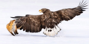 Selection of Finalists for Bird Photographer of the Year 2021