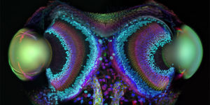 Polish Scientist’s Incredible Photographs of Microscopic Creatures