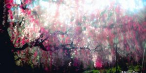 Beautiful Photos of Sakura Blooming in Japan by Hidenobu Suzuki