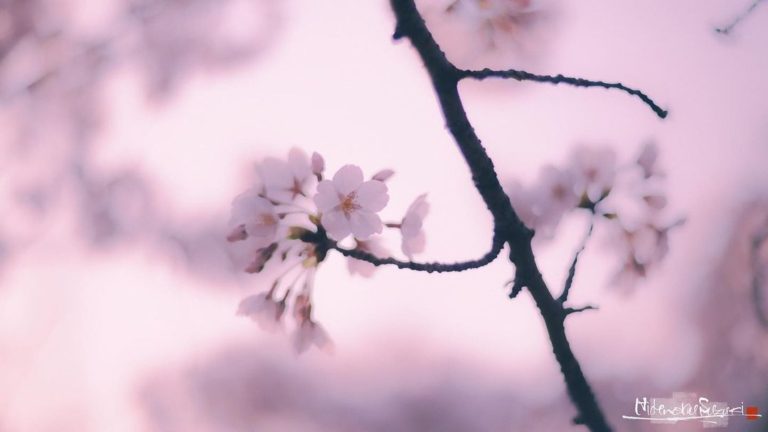 Beautiful Photos of Sakura Blooming in Japan by Hidenobu Suzuki ...