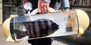 Want to Take Your Pet Fish for a Walk? There’s a Bag for That!