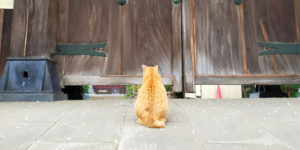 “Excommunicated” Cat Waits to Be Absolved of Feline Sins Outside Temple Gate