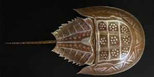 This Woman Paints on Horseshoe Crabs