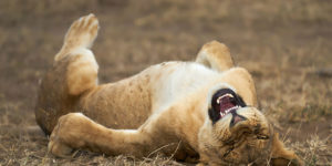Best Entries So Far From Comedy Wildlife Photography Awards 2021