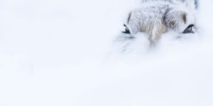 WildArt Photographer Of The Year: Winners Of EYES Competition