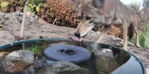 Woman Put A Water Fountain With A Camera In Her Yard, Here Are Stunning Photos Of Regular Visitors
