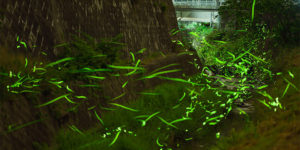 Japanese Photographer Captures Breathtaking Shots of Shrine in A Swirling Sea of Fireflies