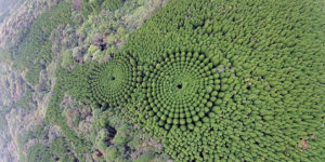 It’s Mysterious Circles in Japan: Drone Captures Circles of Trees