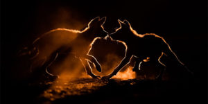 Wildlife Shines Bright in the 2021 Nature TTL Photographer of the Year