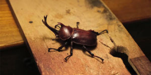 Japanese Artist Creates the Most Amazing Wood Sculptures You’ll Ever See