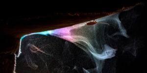 Light: Beautiful Winning Images Of WildArt Photographer of the Year 2021