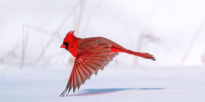 The 11 Winners Of The Prestigious 2021 Audubon Bird Photography Contest