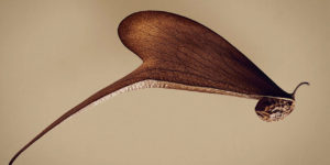 The Hidden Beauty of Seeds and Fruits: Photographer Captures Seeds Close Up