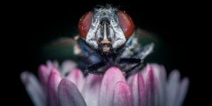 Photographer Makes Incredible Macro Shots Of Insects And Wildlife Creatures