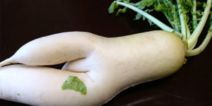 The World’s Greatest Gallery of Seductive Radishes