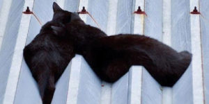 Funny Animal Pics That Just Don’t Make Any Sense, As Shared On This Instagram Account
