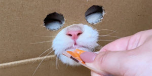 Japanese Cat Owner Devises Eccentric Feeding Strategy