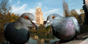 Spectacular Winning Photos Of Bird Photographer Of The Year 2021