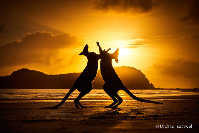 Australian Geographic Nature Photographer 2021 22