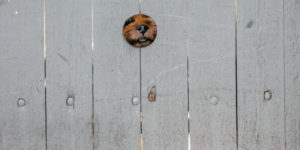 Cutest Finalists Of Animal Friends Comedy Pet Photo Awards 2021