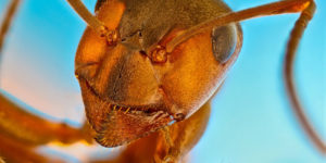 Spectacular Winning Photos Of Nikon Small World 2021