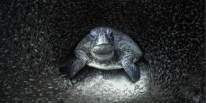 Spectacular Winning Photos of The Ocean Photography Awards 2021